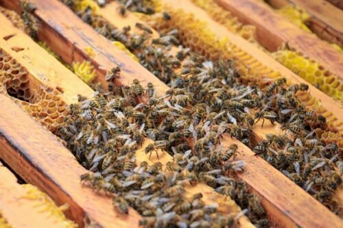 BEEKEEPING BEEKEEPING
