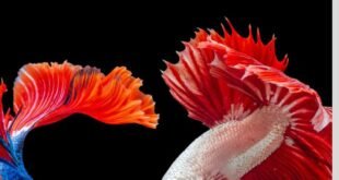 एक्वाकल्चर | Aquaculture