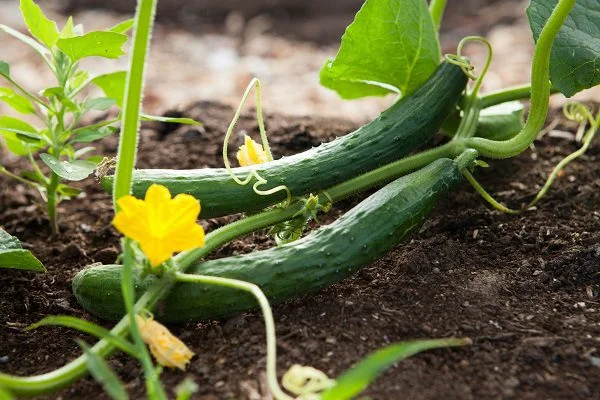 खीरा की खेती (Effective Cucumber Ki Kheti) करे पुरे साल 1 खीरा की खेती | Cucumber Ki Kheti