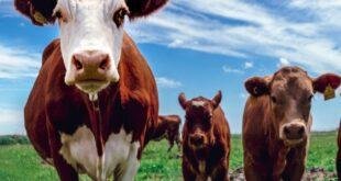 गाय का दूध बढ़ाने की सबसे सस्ती विधि भैंस का दूध कैसे बढ़ाएं गाय का दूध कैसे बढ़ाएं गाय का दूध बढ़ाने का घरेलू उपाय भैंस का दूध बढ़ाने की आयुर्वेदिक