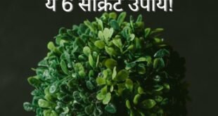 पौधे को हरा भरा रखना है तो तुरंत करे ये 6 सीक्रेट उपाये