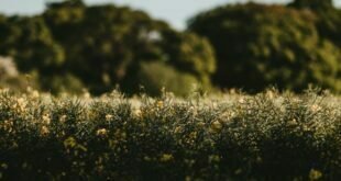 इंटर क्रॉपिंग