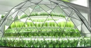 वर्टिकल फार्मिंग Vertical Farming