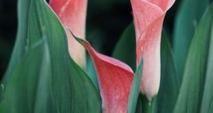 insect killer plants