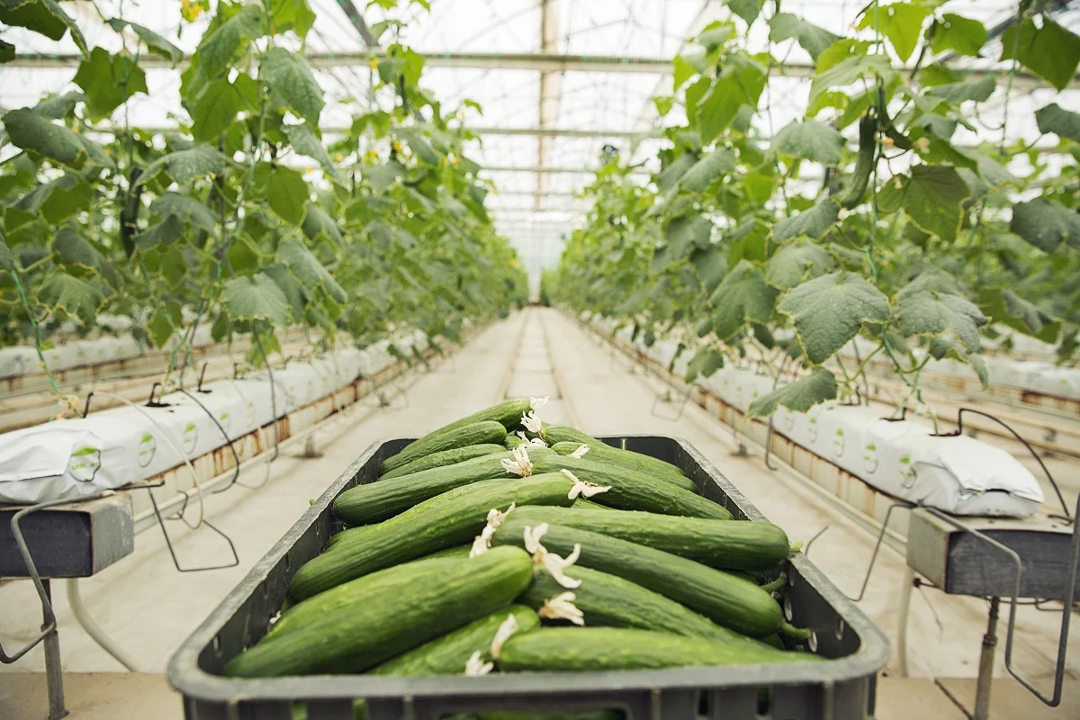 खीरा की खेती (Effective Cucumber Ki Kheti) करे पुरे साल 2 khira ki kheti खीर की खेती