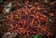 वर्मी कम्पोस्ट (Vermi Compost) या केंचुआ खाद: केंचुओं का उपहार 32 Vermi Compost