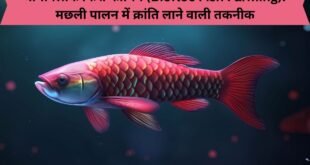 बायोफ्लॉक फिश फार्मिंग (Biofloc Fish Farming)
