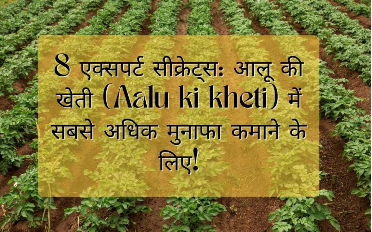 8 एक्सपर्ट सीक्रेट्स: आलू की खेती (Aalu ki kheti) में सबसे अधिक मुनाफा कमाने के लिए! 1 आलू की खेती (Aalu ki kheti)
