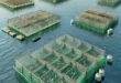 केज कल्चर फिश फार्मिंग (Cage Culture Fish Farming): भारतीय परिप्रेक्ष्य में एक नई क्रांति 22 cage culture fish farming