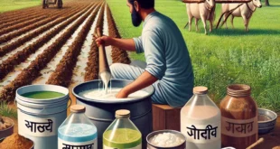घन जीवामृत बनाने की विधि (Ghan Jivamrit Banane Ki Vidhi) 19 Ghan Jivamrit banane ki vidhi