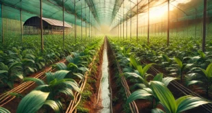 वनीला की खेती (Vanilla Ki Kheti)