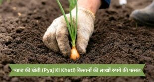 प्याज-की-खेती-Pyaj-Ki-Kheti