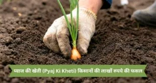 प्याज-की-खेती-Pyaj-Ki-Kheti