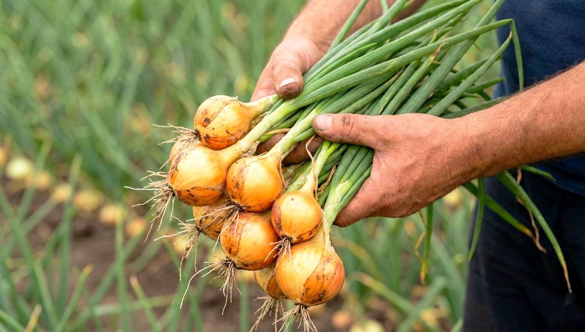 प्याज की खेती (Pyaj Ki Kheti)