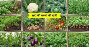 सर्दी की सब्जी की खेती