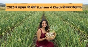 लहसुन की खेती (Lahsun ki Kheti)