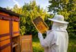 BEE FARMING