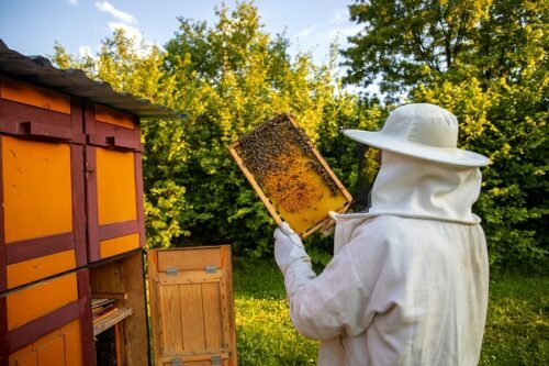 BEE FARMING