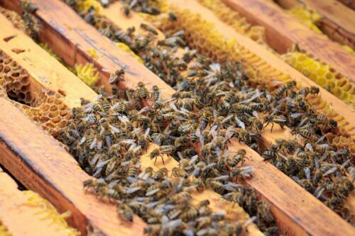 BEEKEEPING