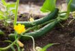 खीरा की खेती | Cucumber Ki Kheti