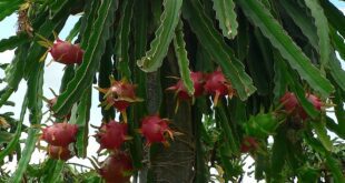 ड्रैगन फ्रूट्स