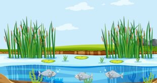 एक्वाकल्चर का परिचय तथा एक्वाकल्चर किसे कहते है ? | Aquaculture in Hindi aur Aquaculture Kise Kahate Hai? 3 एक्वाकल्चर | Aquaculture