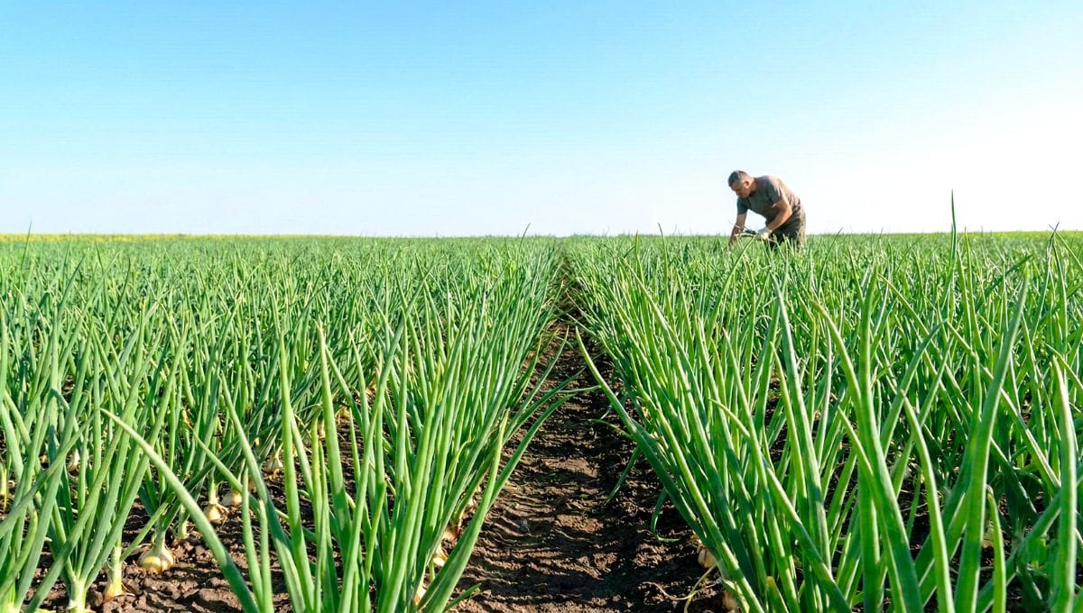 प्याज की खेती (Pyaj Ki Kheti) किसानों की लाखों रुपये की फसल 2 Pyaj Ki Kheti