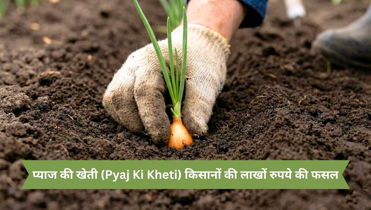 प्याज की खेती (Pyaj Ki Kheti) किसानों की लाखों रुपये की फसल 1 प्याज की खेती Pyaj Ki Kheti किसानों की लाखों रुपये की फसल